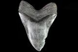 Huge, Fossil Megalodon Tooth - South Carolina #82811-2